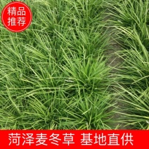麦冬草，山东菏泽麦冬草绿化苗基地直供欢迎采购