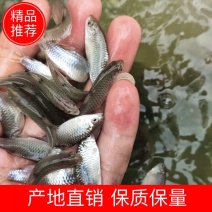 【青竹鱼苗】青竹鱼苗，场地直销，保障保量