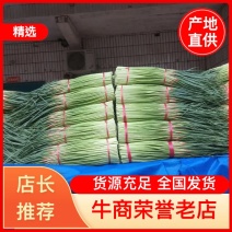 河南中牟红帽蒜薹大量上市产地直供保证质量合作共赢