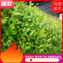 桃金娘金捻子苗野生种子基地址发提供技术指导带土保湿发货成活高