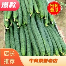 黄瓜夏邑县万亩精品黄瓜大量上市产地直发直销