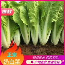 【奶白菜】曹县快菜，对接全国，包装上车一条龙服务现挖现发