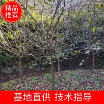 垂丝海棠绿化工程苗，规格齐全，大量供应，可发全国