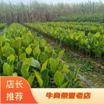 1号菠萝蜜苗营养杯泰国五号菠萝蜜苗量大从优
