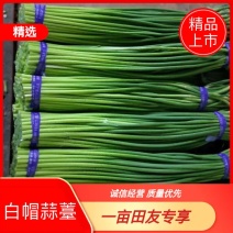 精品白帽蒜苔，即将大量上市，产地直销，可视频看货！