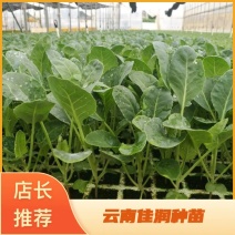 蔬菜种苗，莲花白菜苗，苗子粗壮，成活率高，抗病强