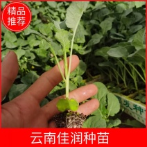 青花苗，西兰花苗，基地直供，抗病强，产量高，量大从优