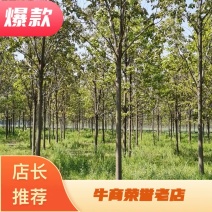 【热卖】楸树河南楸树工程苗木绿化苗木基地直销价优