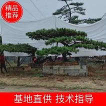 精品造型松树品种齐全保成活量大从优质量保证