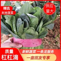 菠菜产地直供，质量杠杠滴供应量大-新鲜蔬菜一条龙服务