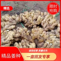 【江西】大小黄姜姜种基地直发诚信经营全国发货保证品质
