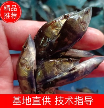 苗批發]優質鱖魚苗,桂花淡水魚苗,翹嘴鱖魚苗,苗場直供,量大優惠價格