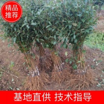 黄金奈李苗，奈李苗，李子苗，黄金奈李嫁接苗。质量保证！