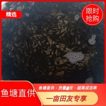 大量供应，花鲢苗水花鱼塘直供成活率高，可视频验货