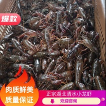 【热销中】正宗湖北清水小龙虾肉质鲜美质量保证