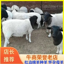 黑头杜泊绵羊种羊怀孕母羊全国发货长势快，产仔率高