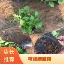 绿化苗木绣球，八仙花，杯苗，无尽夏，各种绣球