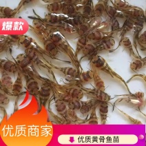 【推荐】杂交黄颡鱼苗/黄骨鱼苗/黄辣丁苗，基地直供，全国发货