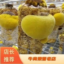 纯桑木桑黄菌包大量上市山东，品质保证，有意者可电话联系