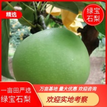 绿宝石梨已上市直供大型超市批发市场，出口，社区团购