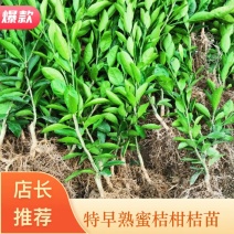 柑桔苗特早熟蜜桔大分一号丰产特强抗病易管理市场畅绡效益稳