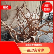 鱼缸沉木杜鹃根