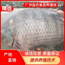 【产地发货】罗非鱼苗，苏丹罗非鱼苗，提供技术
