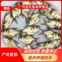 【产地发货】缩骨大头鱼苗，大头鱼苗，鳙鱼苗，仙骨鱼苗