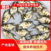 【产地发货】花鲢鱼苗缩骨大头鱼苗鳙鱼苗空运客运提供技术