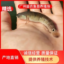 【产地发货】七星鱼苗花星鱼苗支持空运客运送货上门提供技术