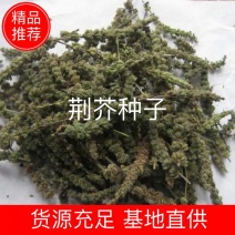 （精品）荆芥种子荆芥籽一年生，5斤以上非边远地区包邮