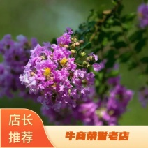 速生紫薇，红叶紫薇春季为红色量大从优