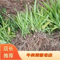 紫花三叉白芨直播苗，苗高15公分到20公分，通货，