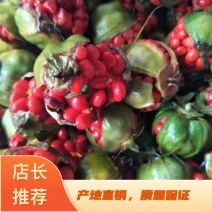 精品重楼种子，重楼籽，七叶一枝花种子，产地直销