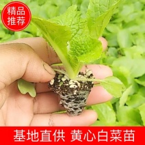 山东白菜苗，黄心白菜苗，厂家直发，常年供应发货方便
