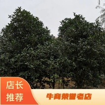 桂花树5-25公分，桂花球P150-500