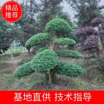 小叶女贞树矮桩造型，各种规格的大量有货，欢迎来电合作