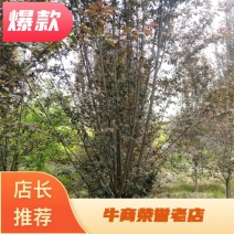 红叶李，d经10一13公分，树型好，成活率高，海量供应
