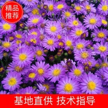 荷兰菊，精品荷兰菊大量供应欢迎老板进店选购装杯
