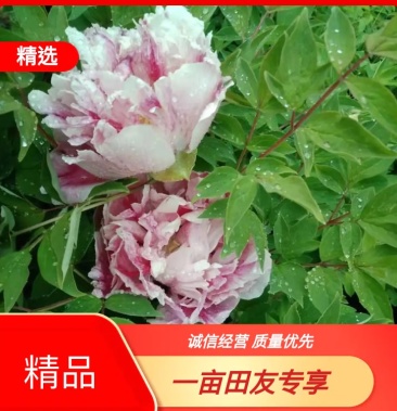 牡丹,精品紫斑牡丹百年牡丹庭院种观赏送礼香味飘飘