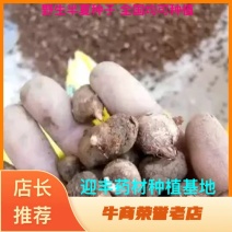 优质野生旱半夏种子麻芋子种子小叶型产量高抗病能力高