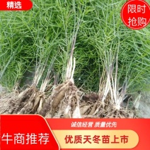 优质云南大天冬苗天门冬苗改良品种广西良种大天冬苗