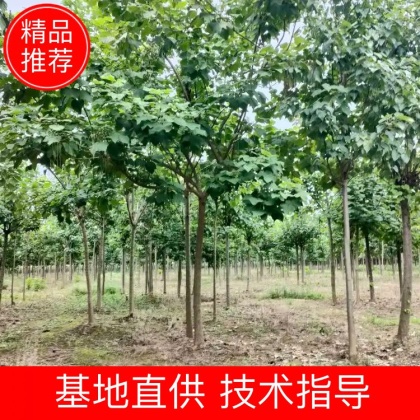 太康县楸树价格行情走势 - 一亩田