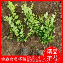 金森女贞杯苗13×15大杯金森女贞陕西金森女贞