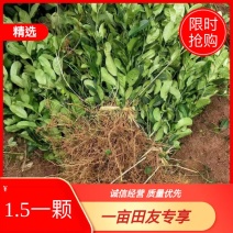 佛手鲜果干片佛手枝条佛手苗一年两年的都有大量收佛手鲜青果