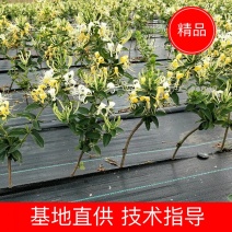 金银花苗“中金一号”四季树形金银花包活包纯度包技术指导