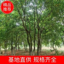 （推荐）丛生乌桕10公分丛生乌桕30公分丛生乌桕60公分