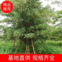 （精选）移植杜英18公分/原生杜英9公分/全冠杜英22公分