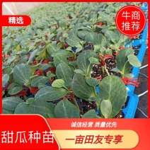 【甜瓜种苗】博洋系列东方蜜25号等各种优质种苗