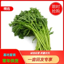 《上品》茼蒿大量上市了，价格美丽，一手货源，基地直发。
